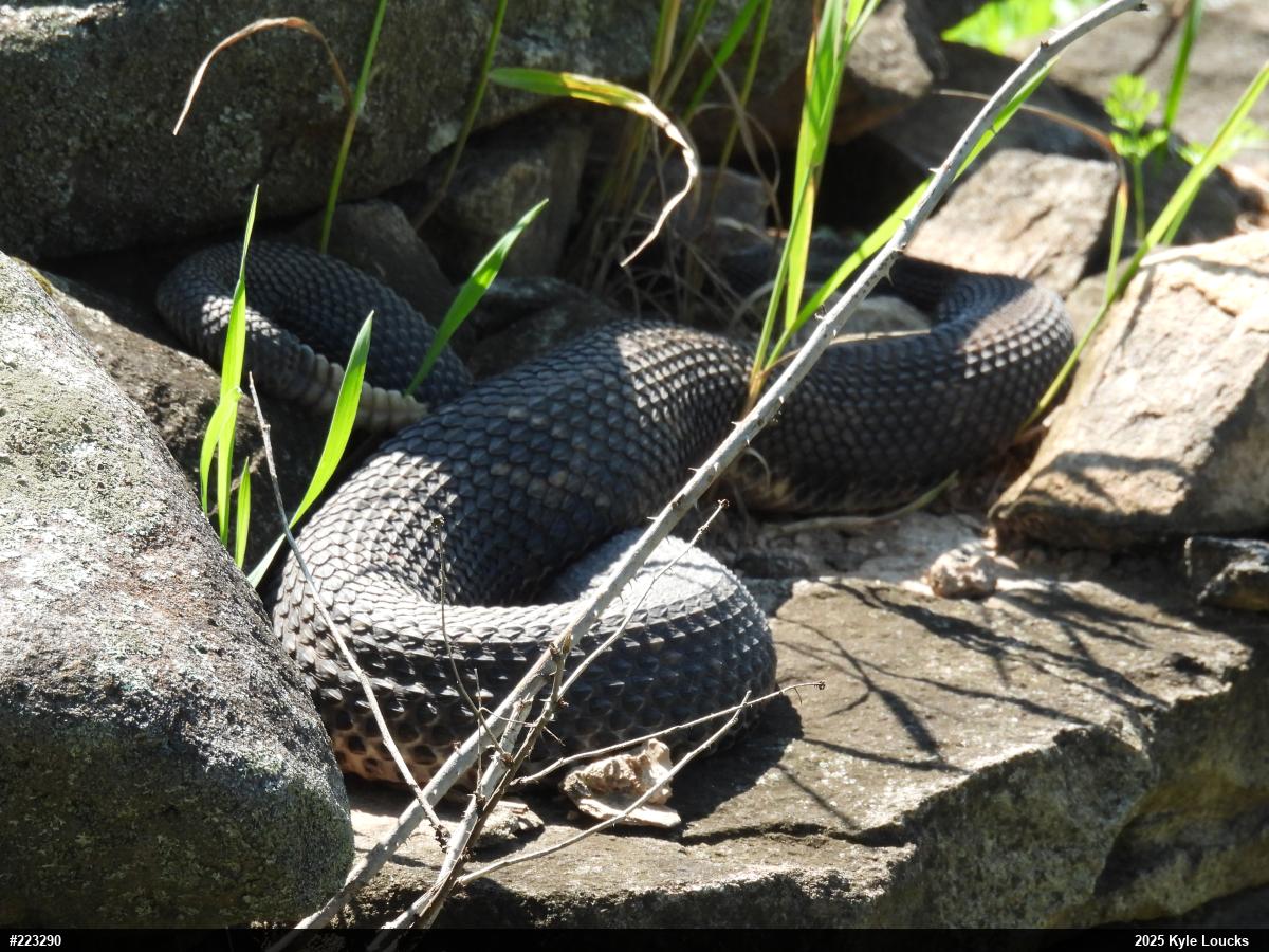 Timber Rattlesnake