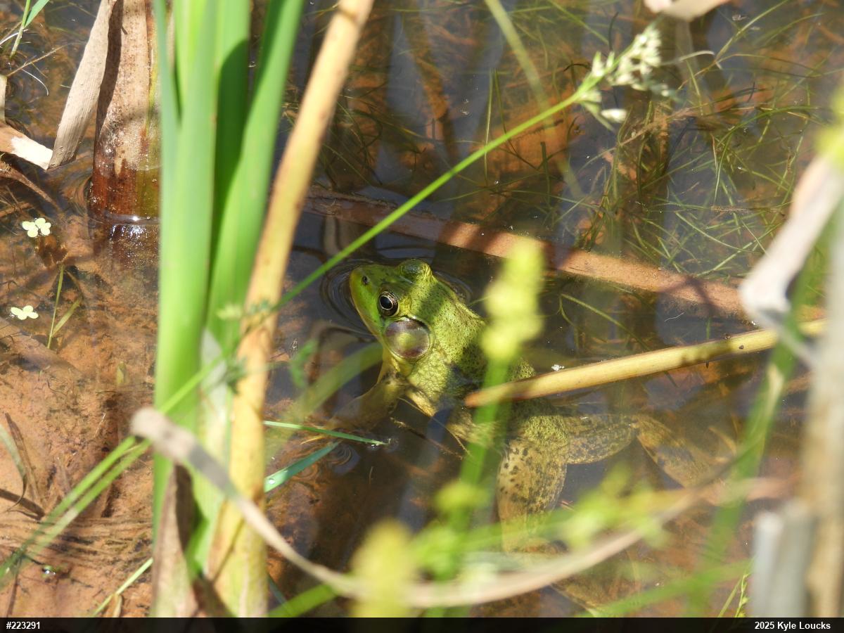 Green Frog