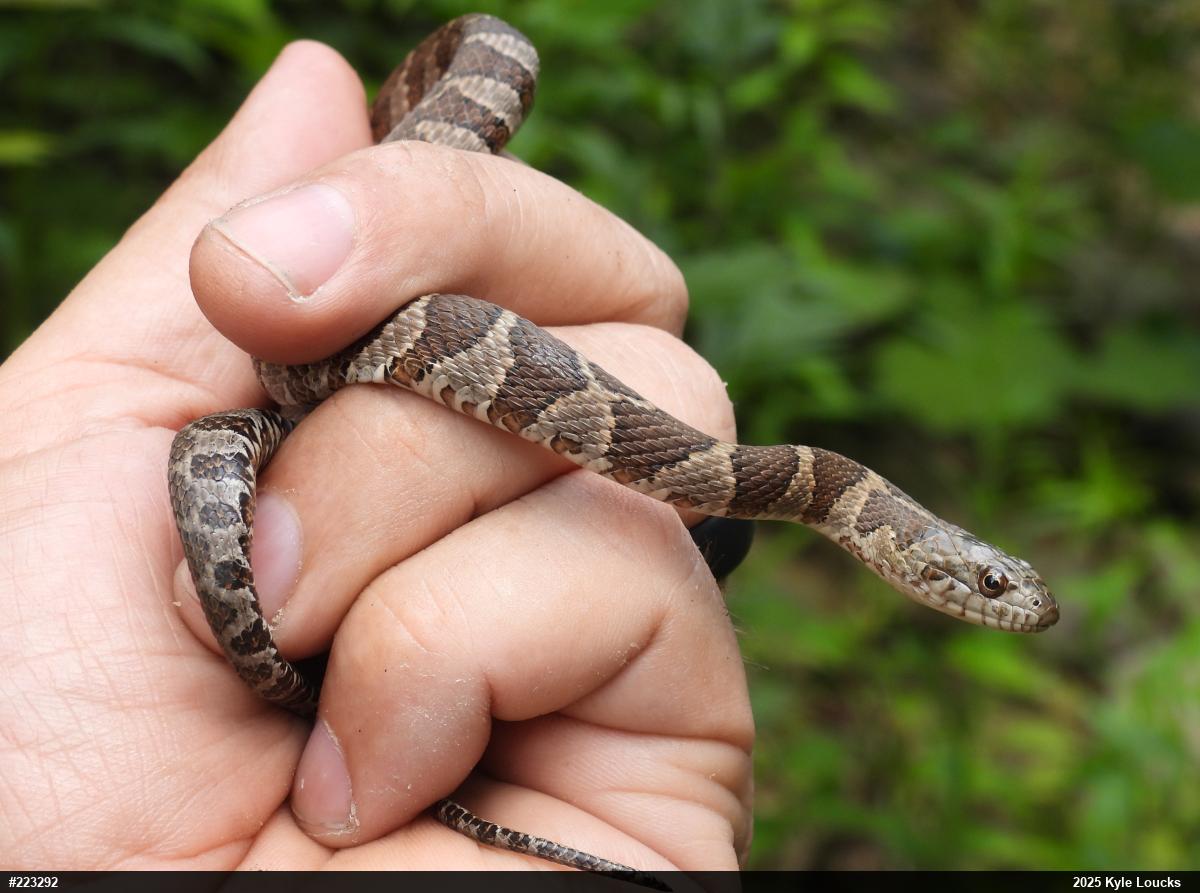 Northern Watersnake