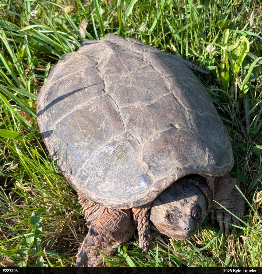 Snapping Turtle