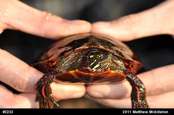 Painted Turtle