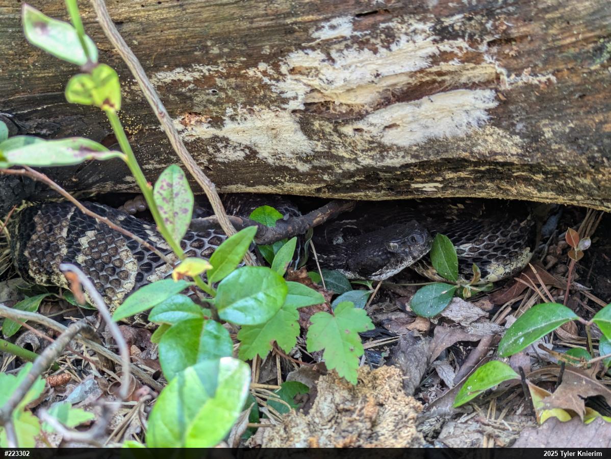 Timber Rattlesnake