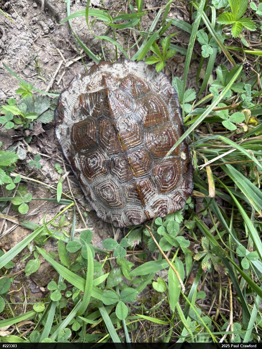 Wood Turtle