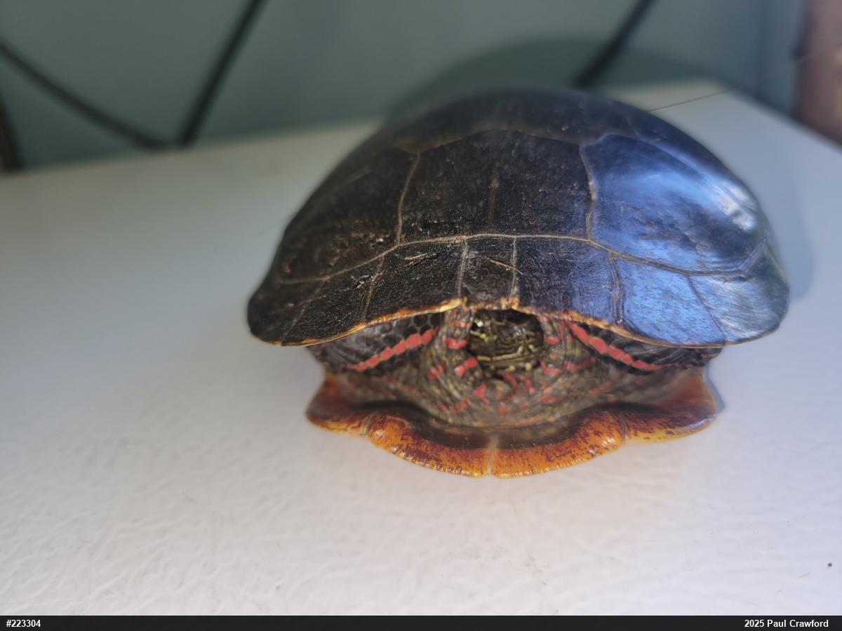 Painted Turtle