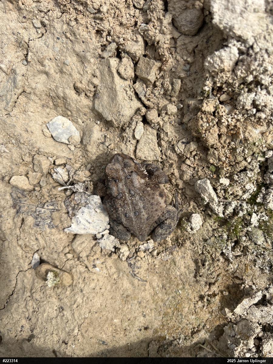 Eastern American Toad