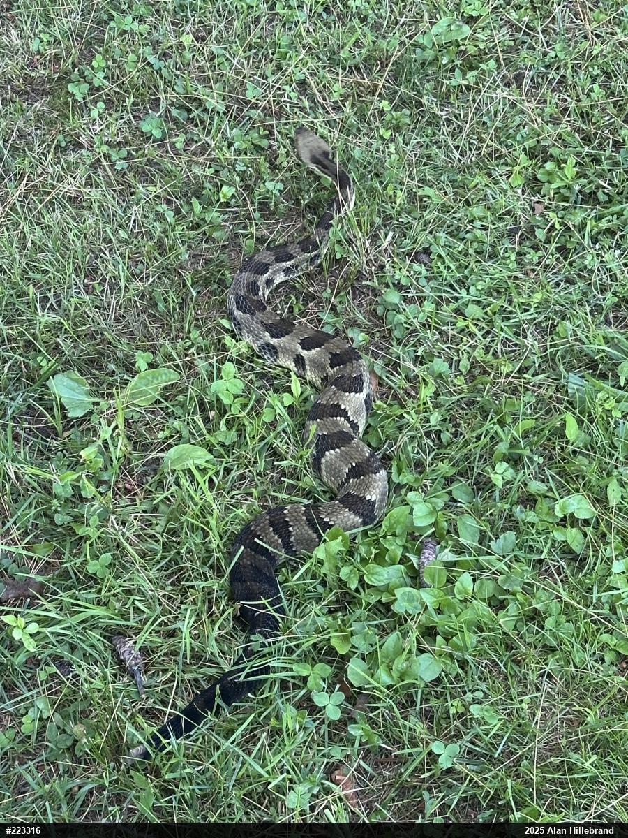 Timber Rattlesnake