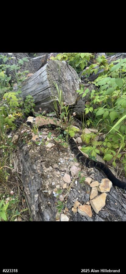 Timber Rattlesnake