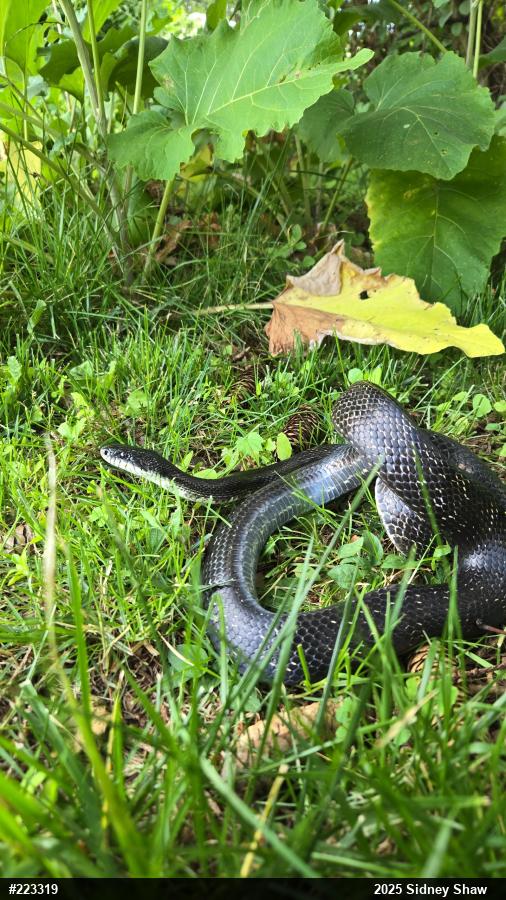 Eastern Ratsnake