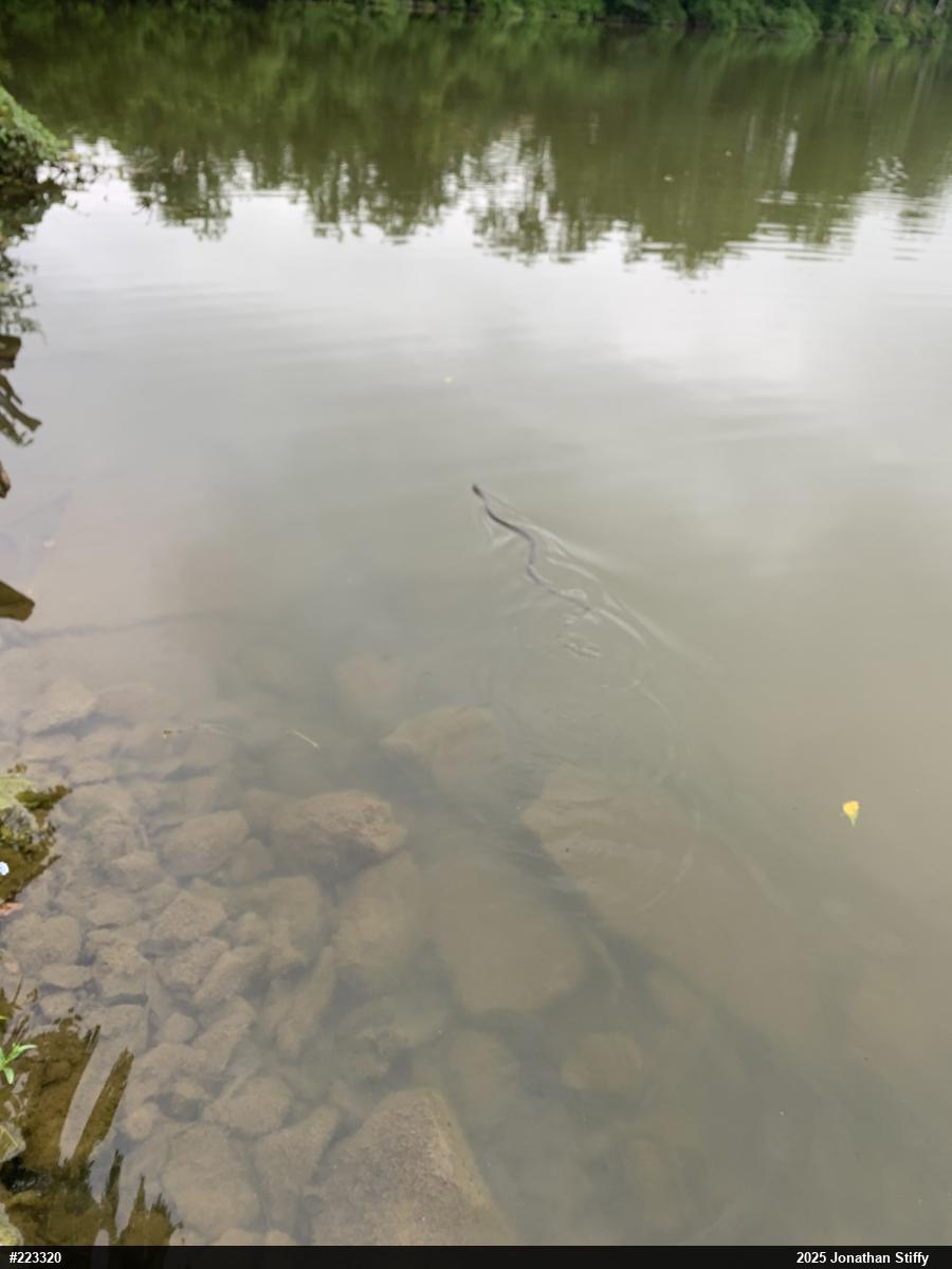 Northern Watersnake