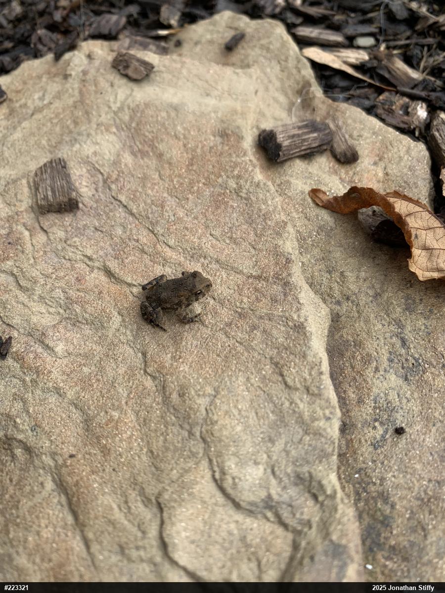 Eastern American Toad