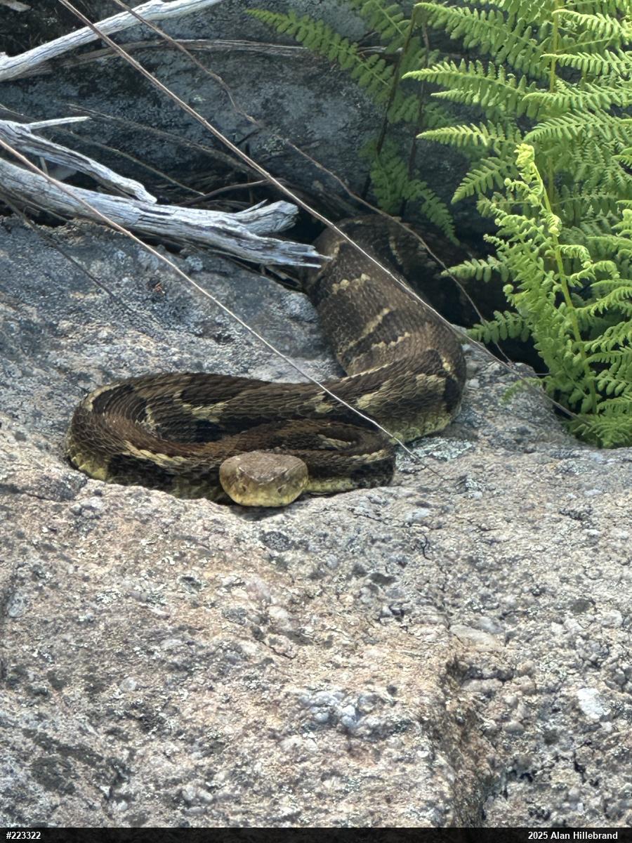 Timber Rattlesnake