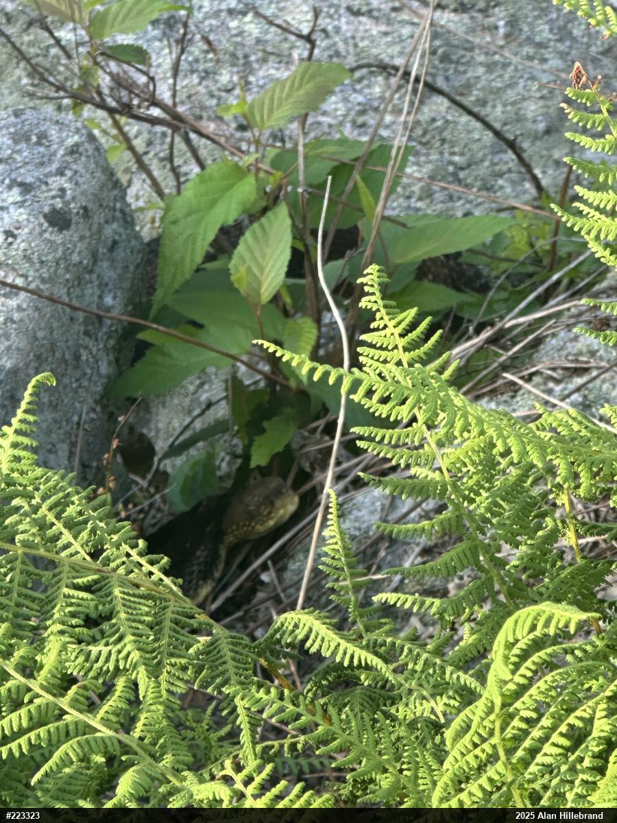 Timber Rattlesnake