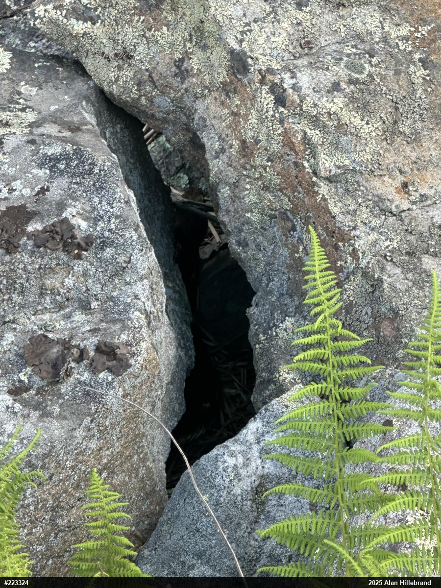 Timber Rattlesnake