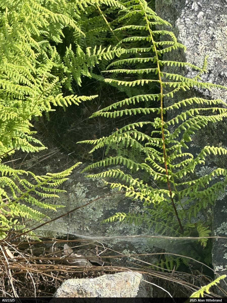 Timber Rattlesnake