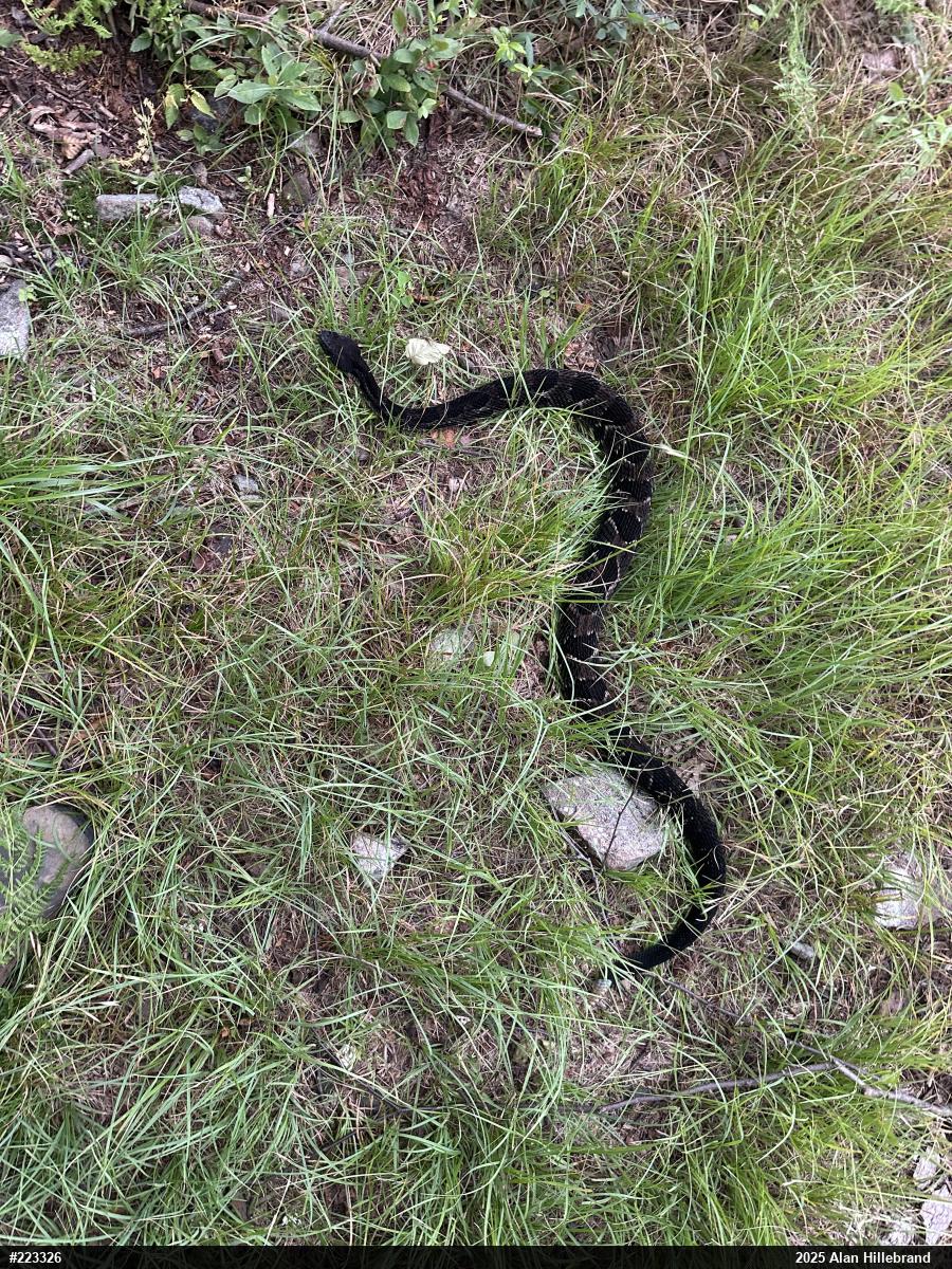 Timber Rattlesnake