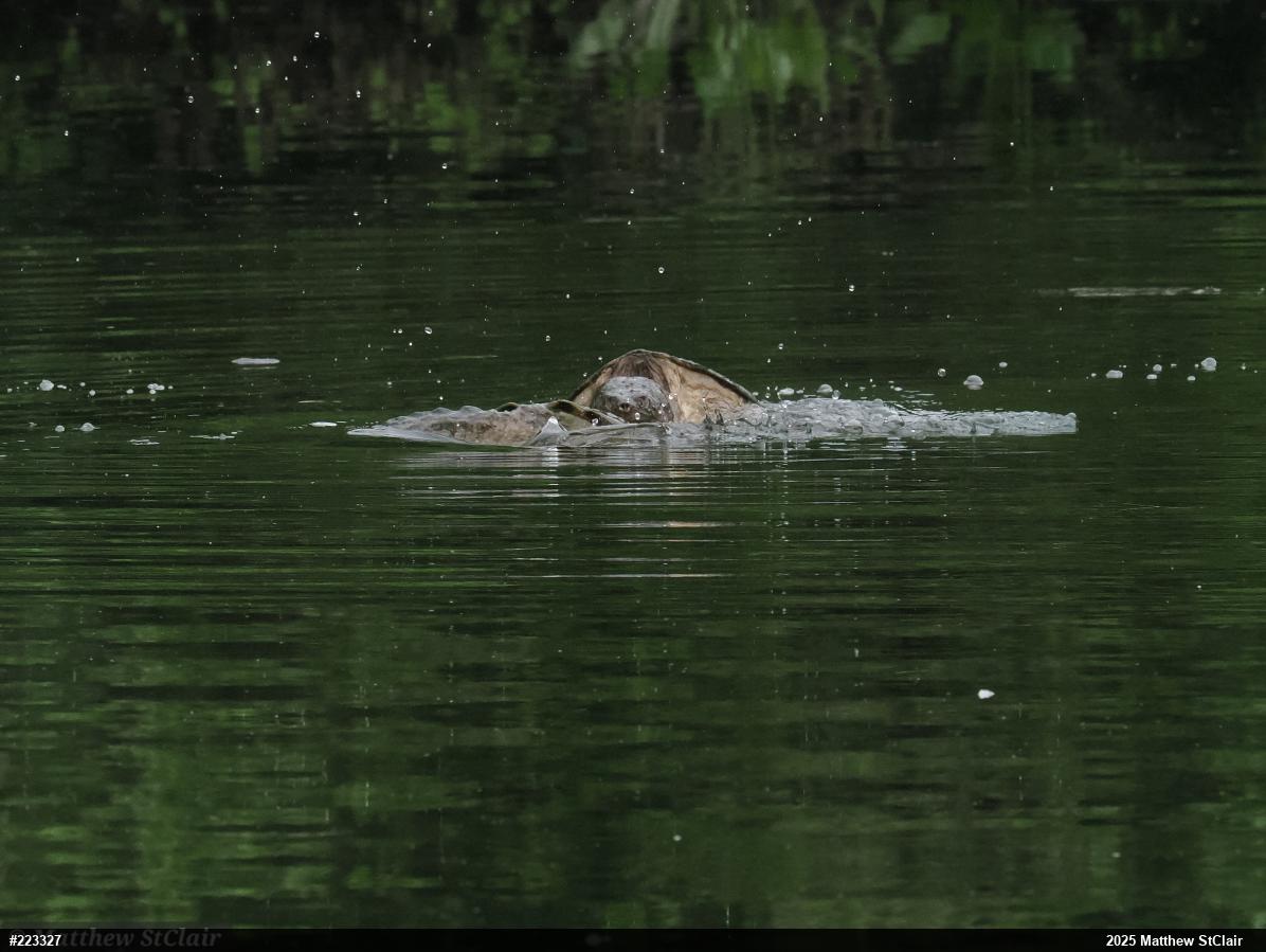 Snapping Turtle
