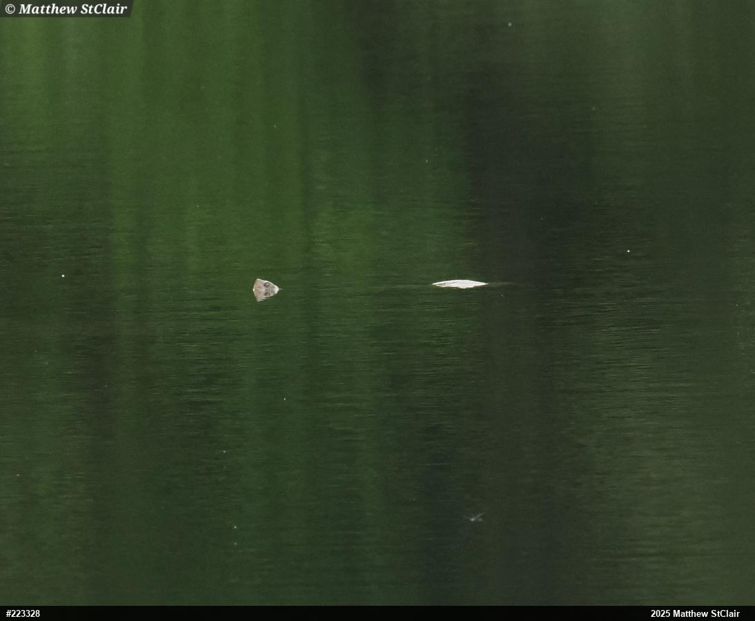 Snapping Turtle