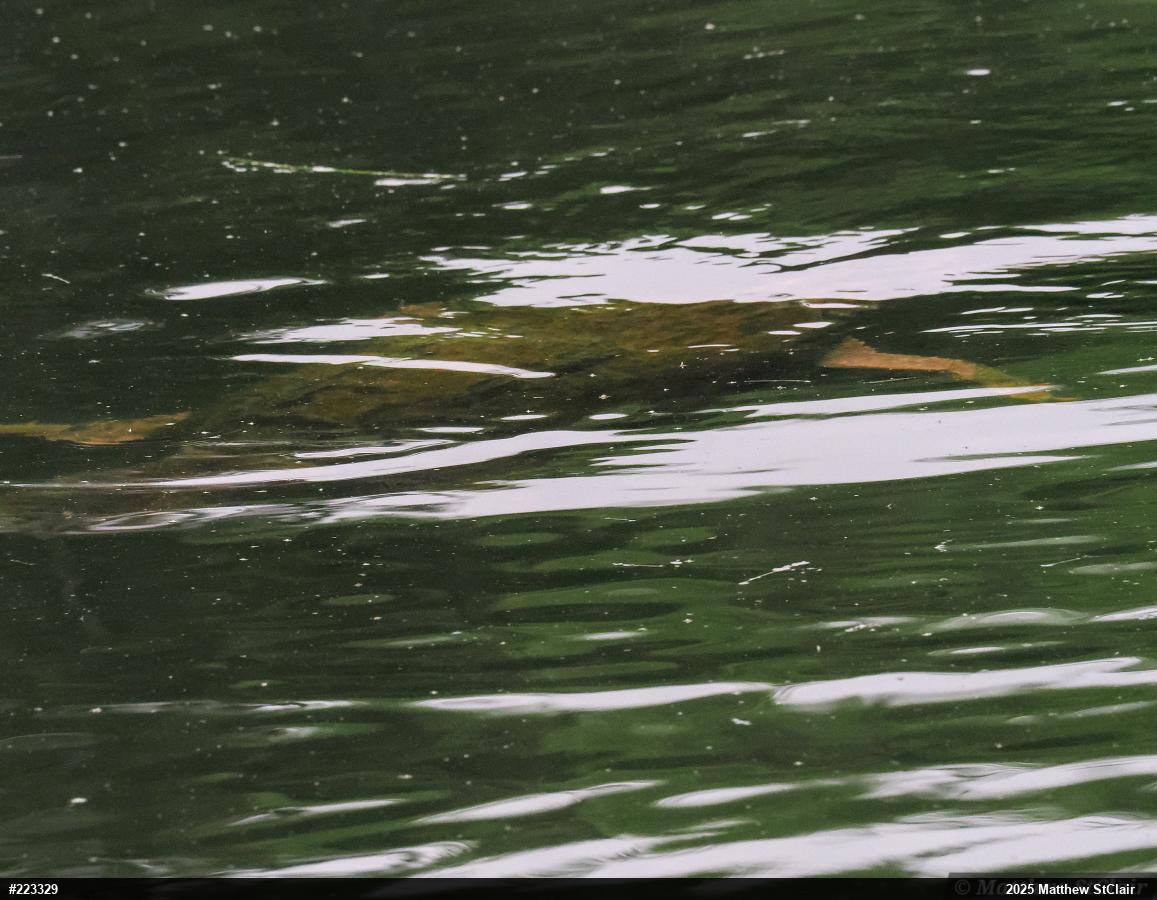 Snapping Turtle