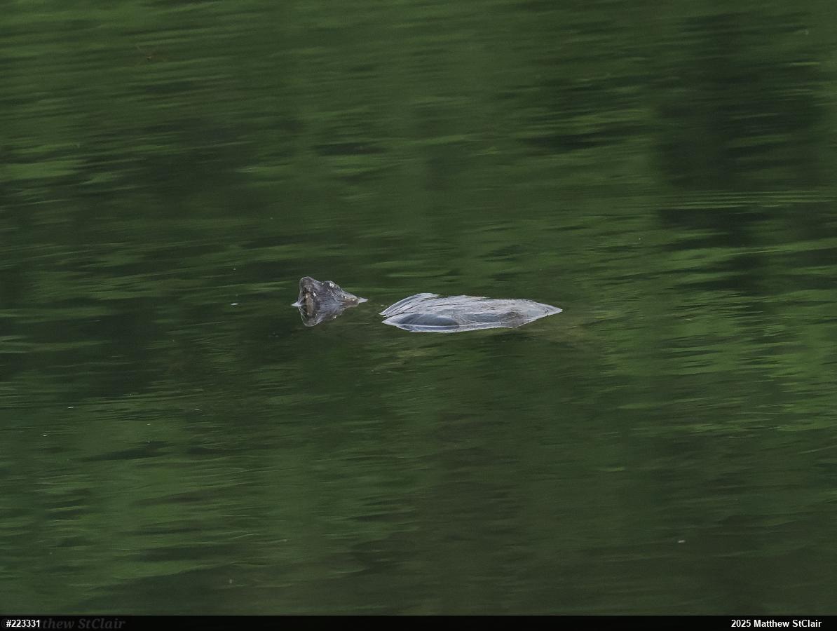 Snapping Turtle