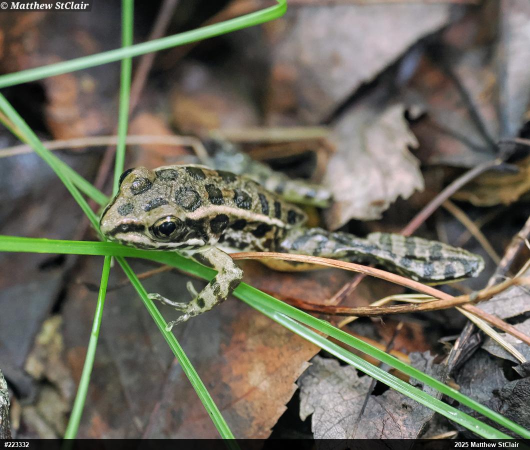 Pickerel Frog