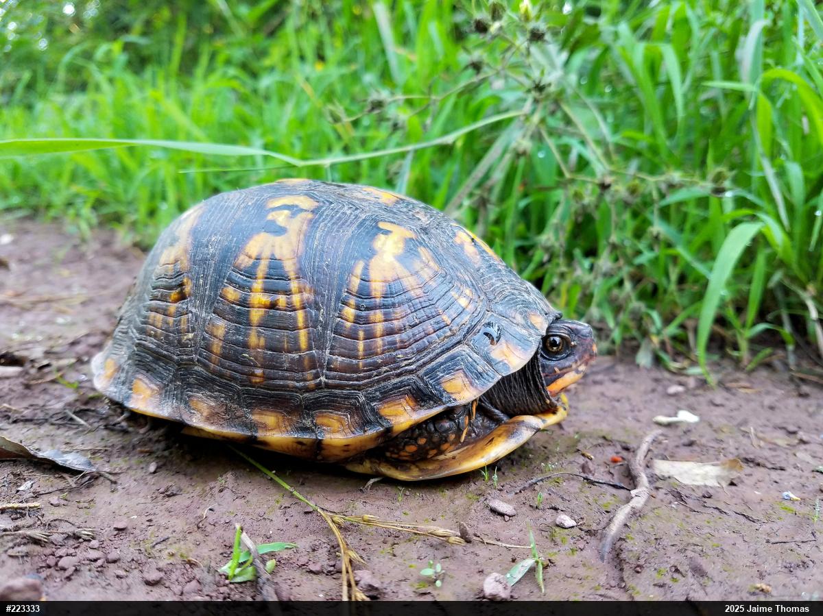 Eastern Box Turtle