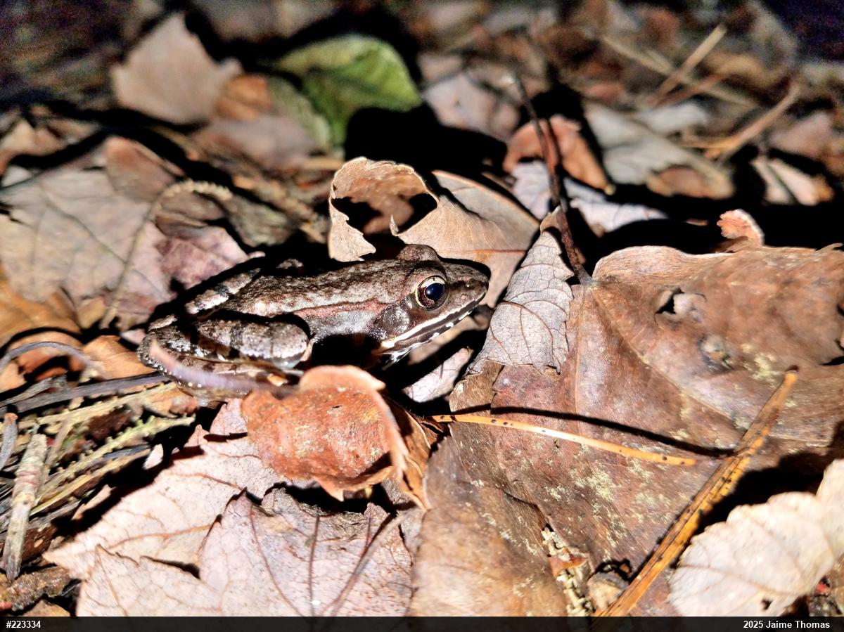 Wood Frog