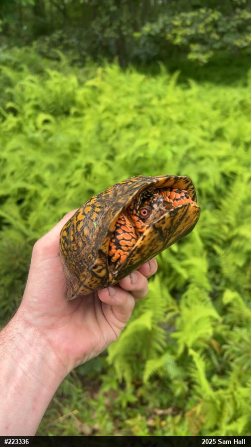 Eastern Box Turtle