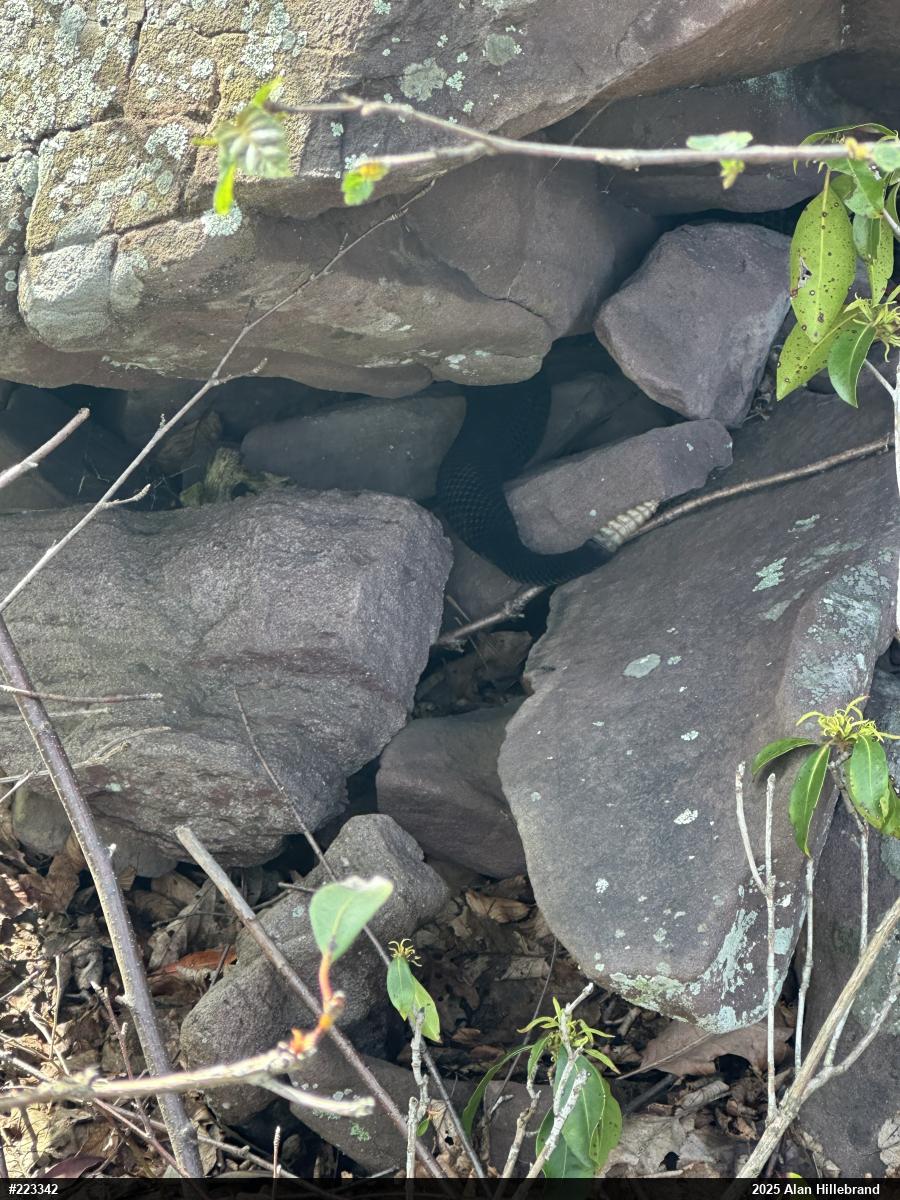 Timber Rattlesnake