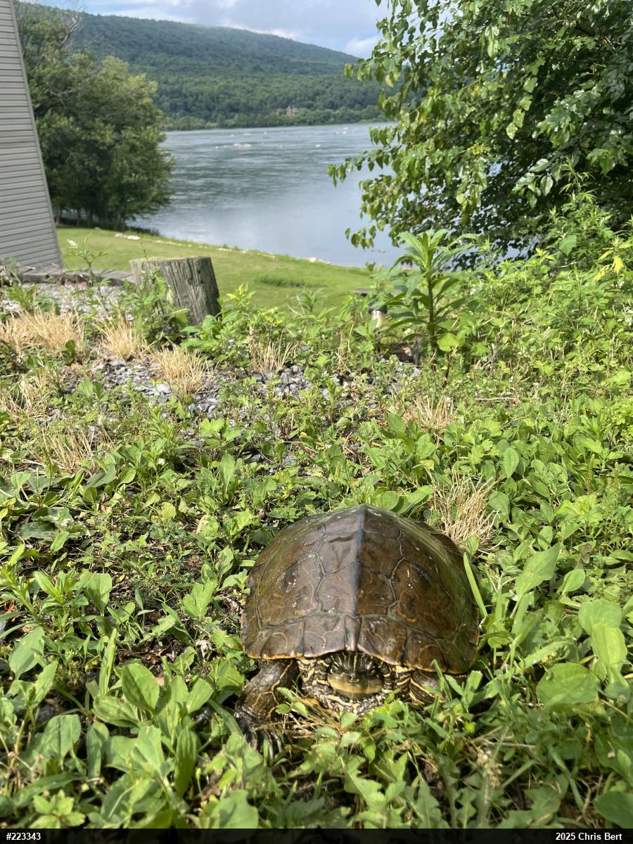 Northern Map Turtle