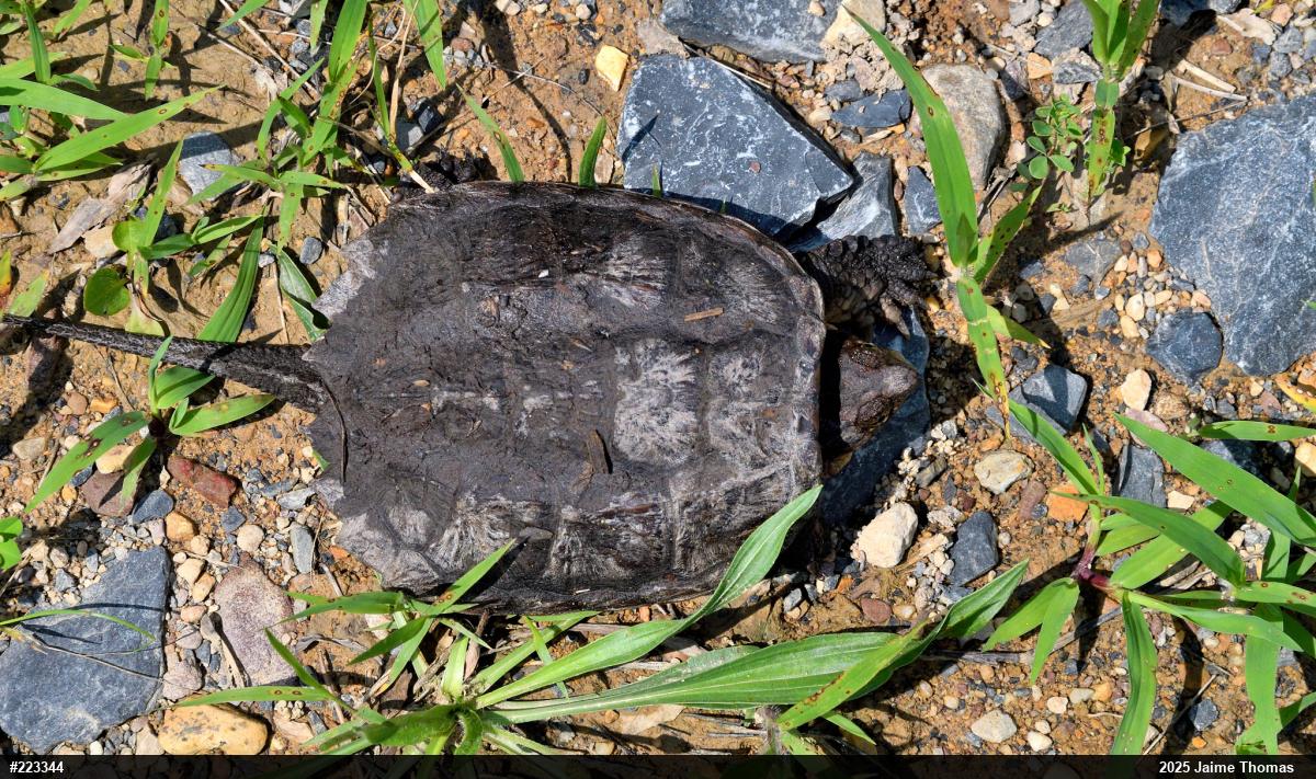 Snapping Turtle