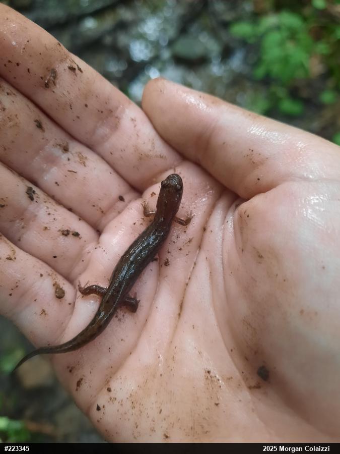 Northern Dusky Salamander