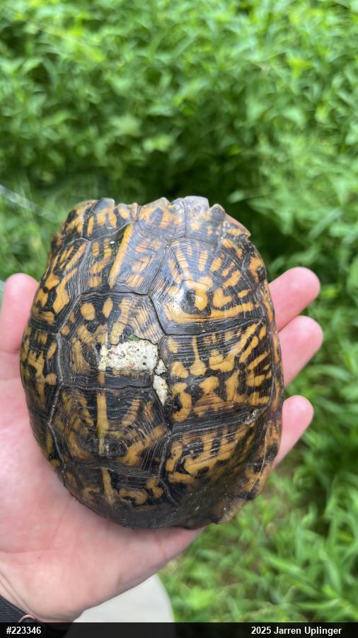 Eastern Box Turtle
