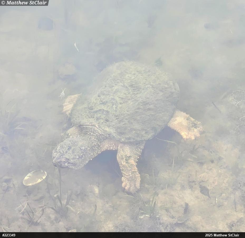 Snapping Turtle