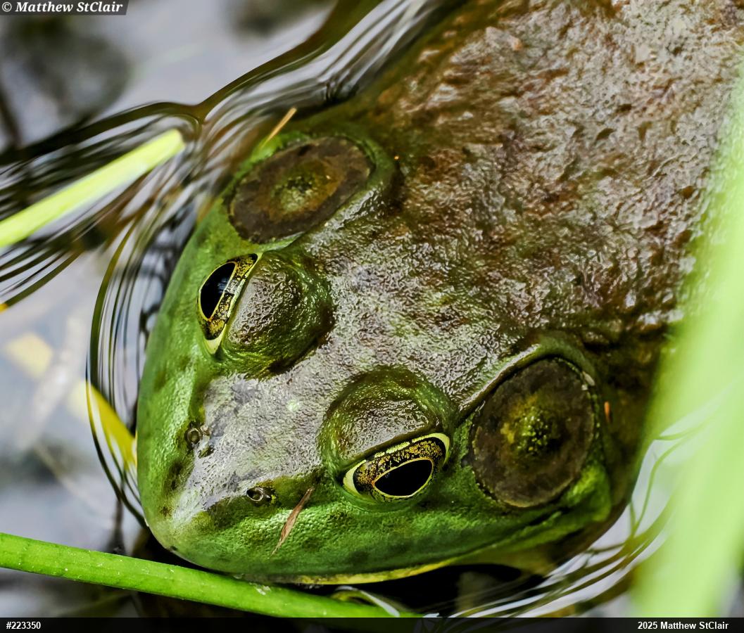 American Bullfrog