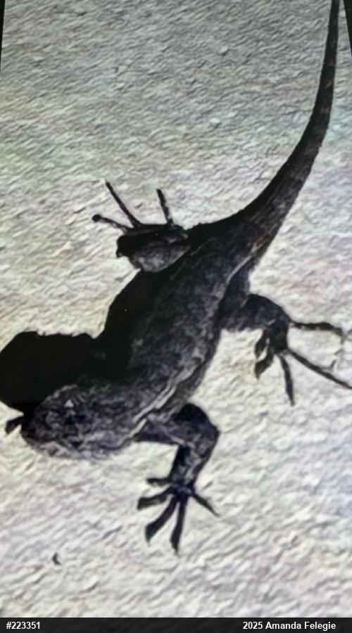 Eastern Fence Lizard