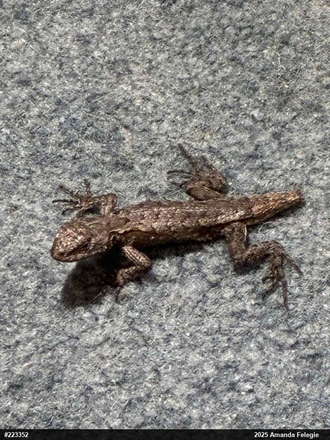 Eastern Fence Lizard