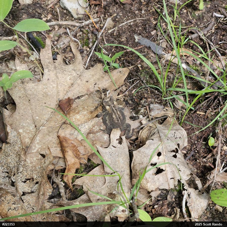 Eastern American Toad