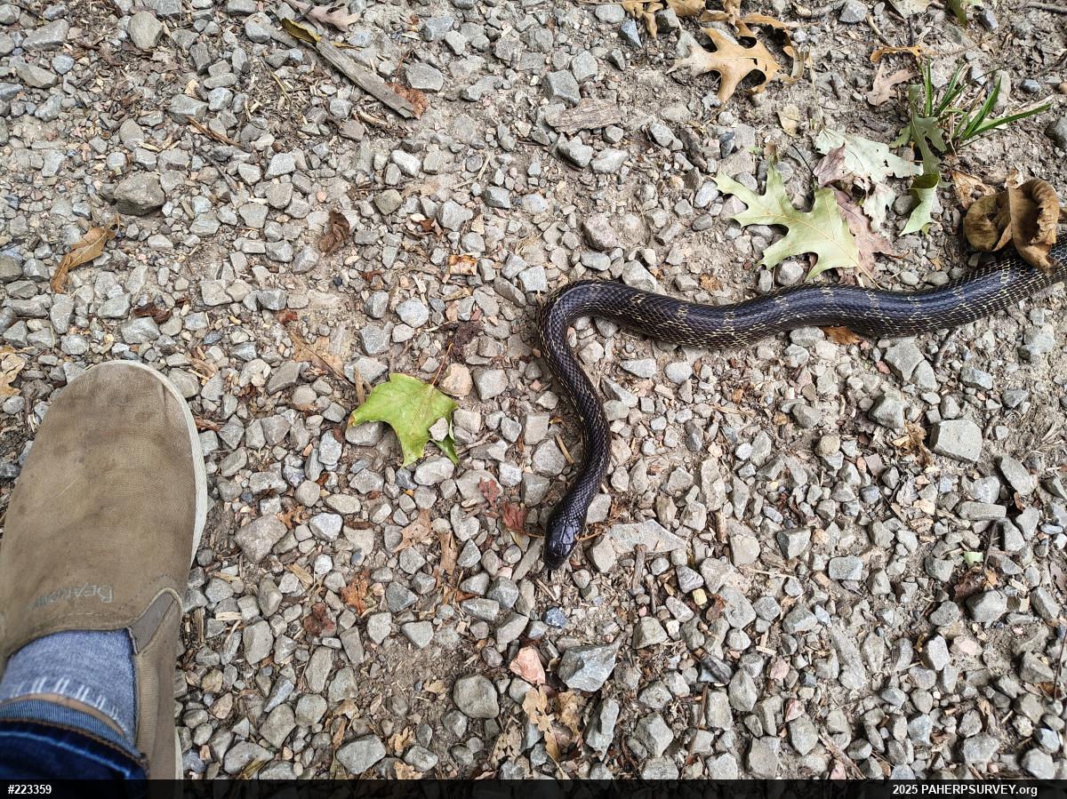 Eastern Ratsnake