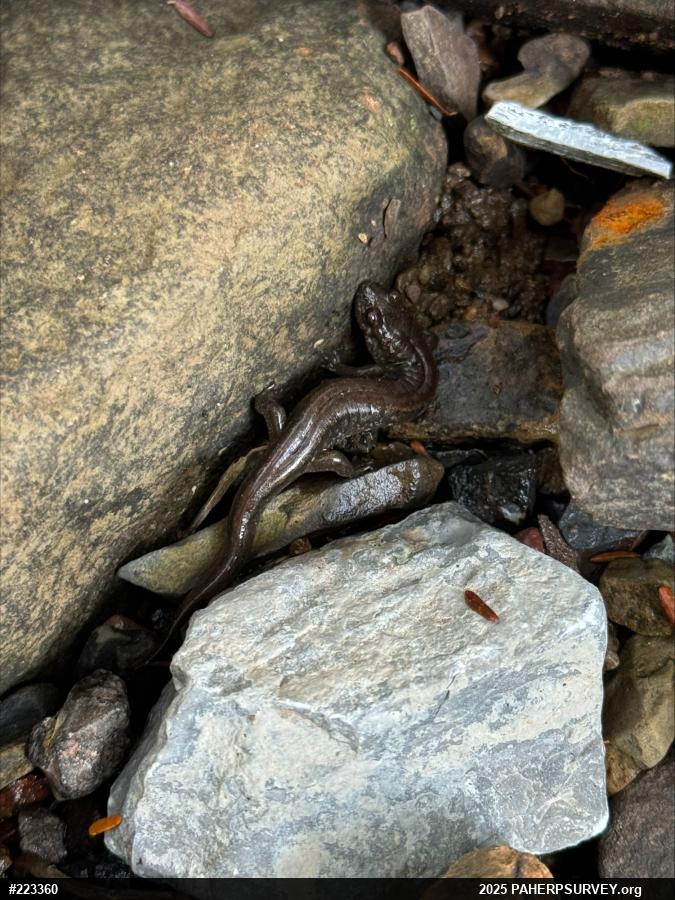 Northern Dusky Salamander
