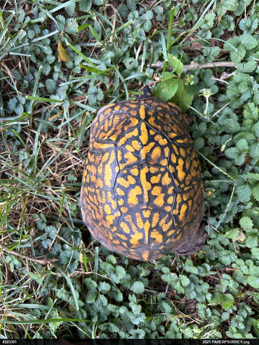 Eastern Box Turtle