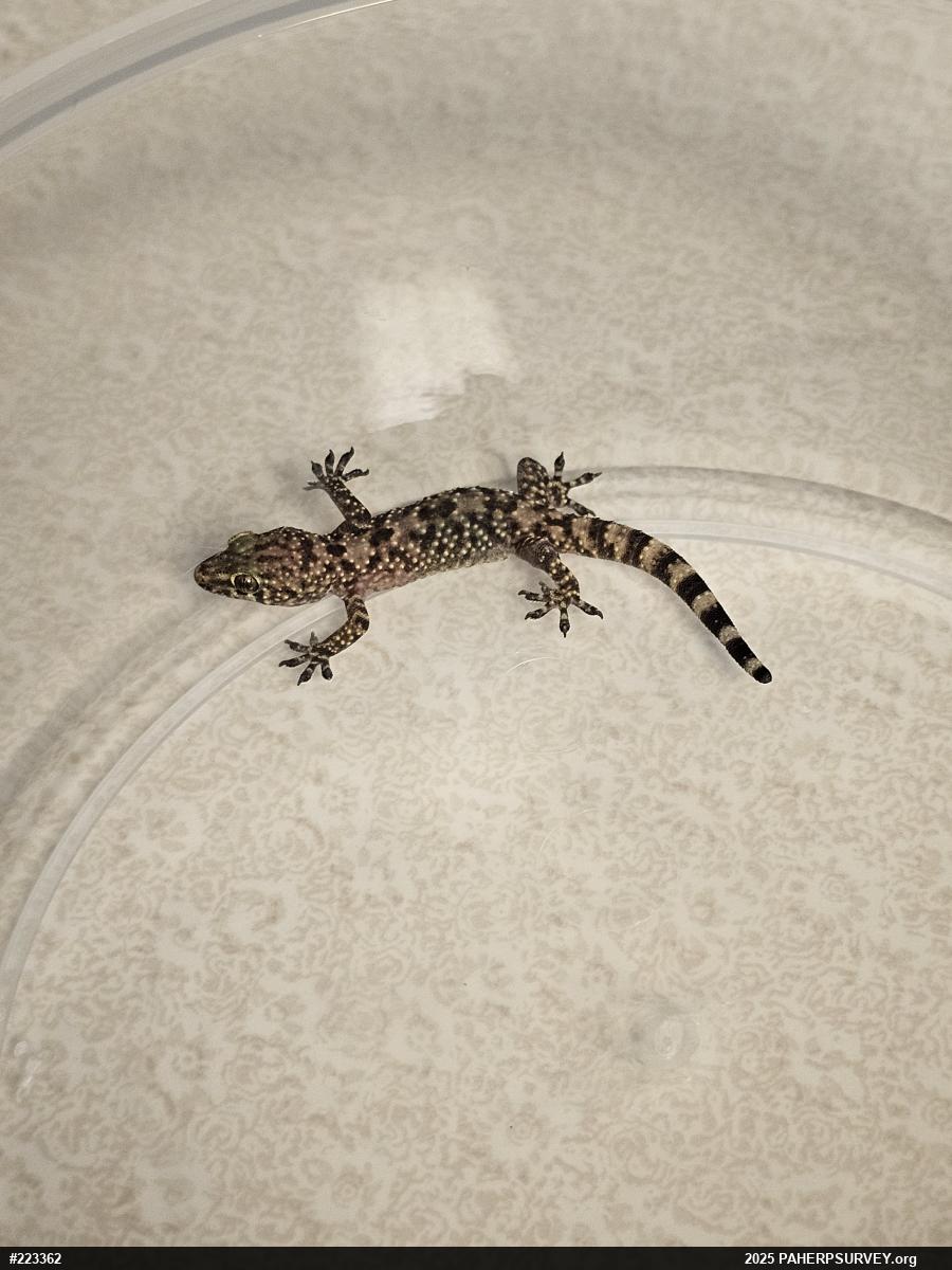 Mediterranean House Geckos