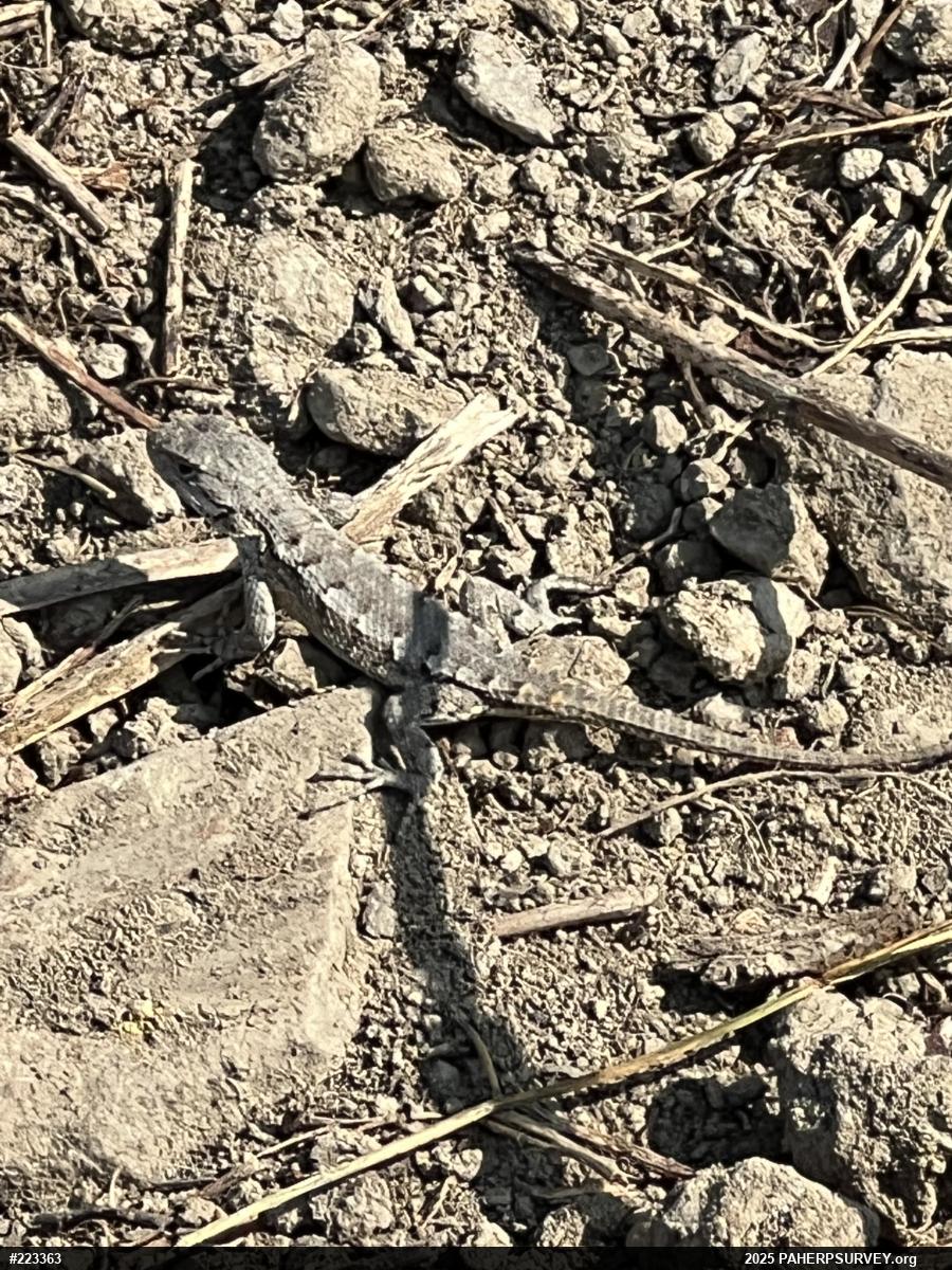 Eastern Fence Lizard
