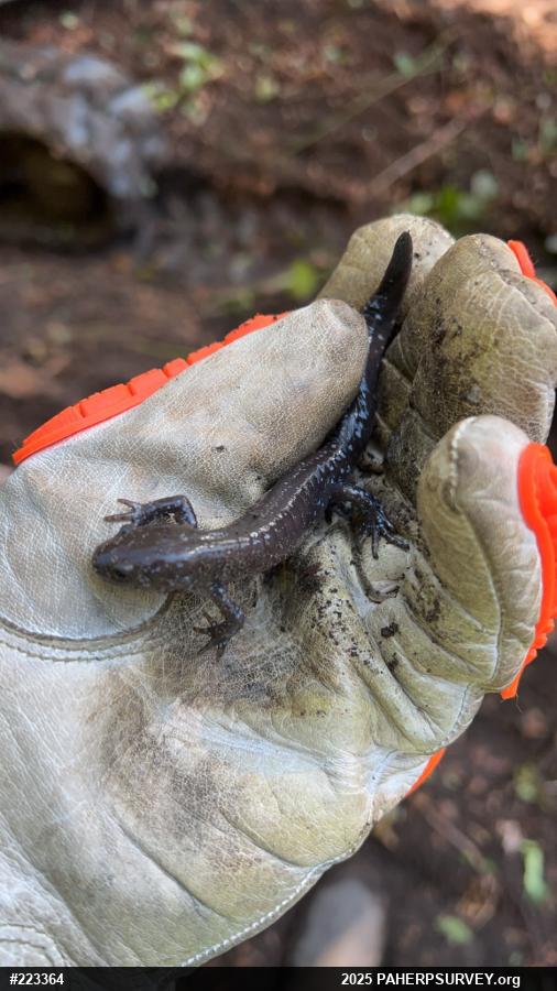 Jefferson Salamander