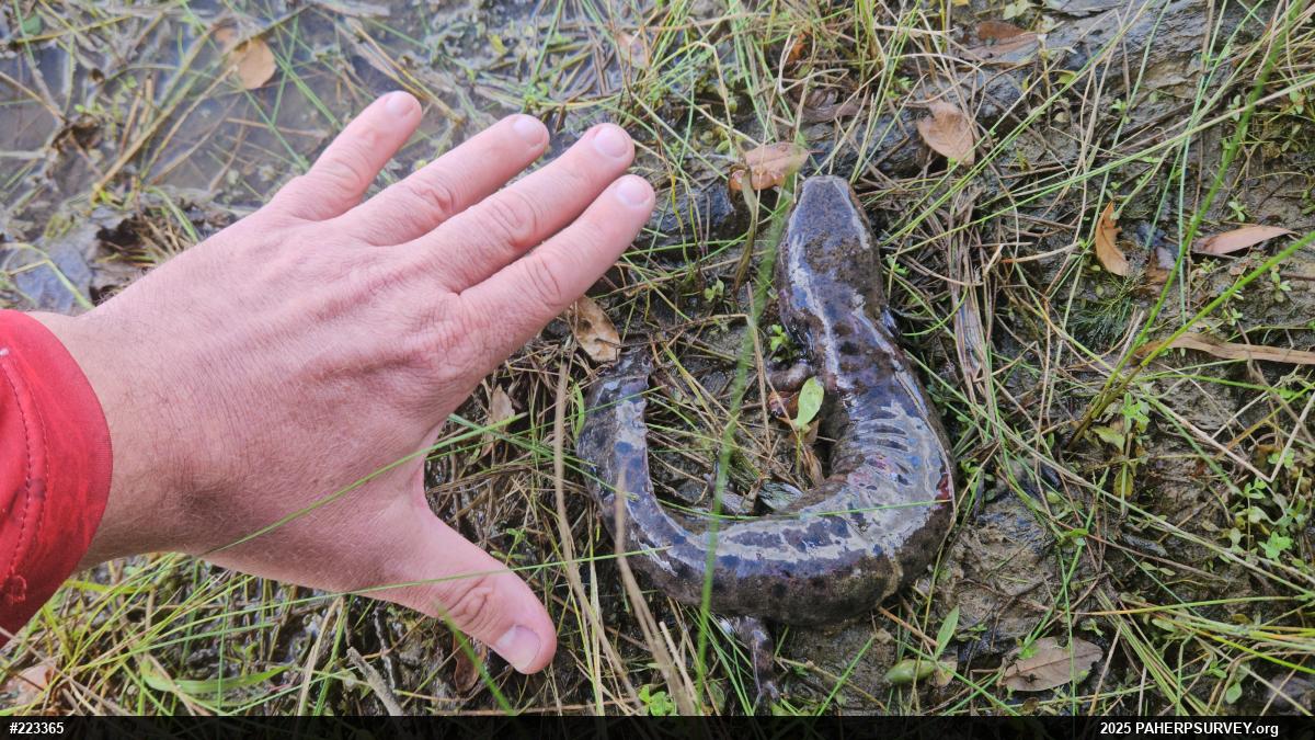Common Mudpuppy
