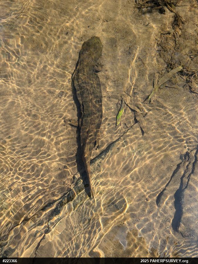 Eastern Hellbender