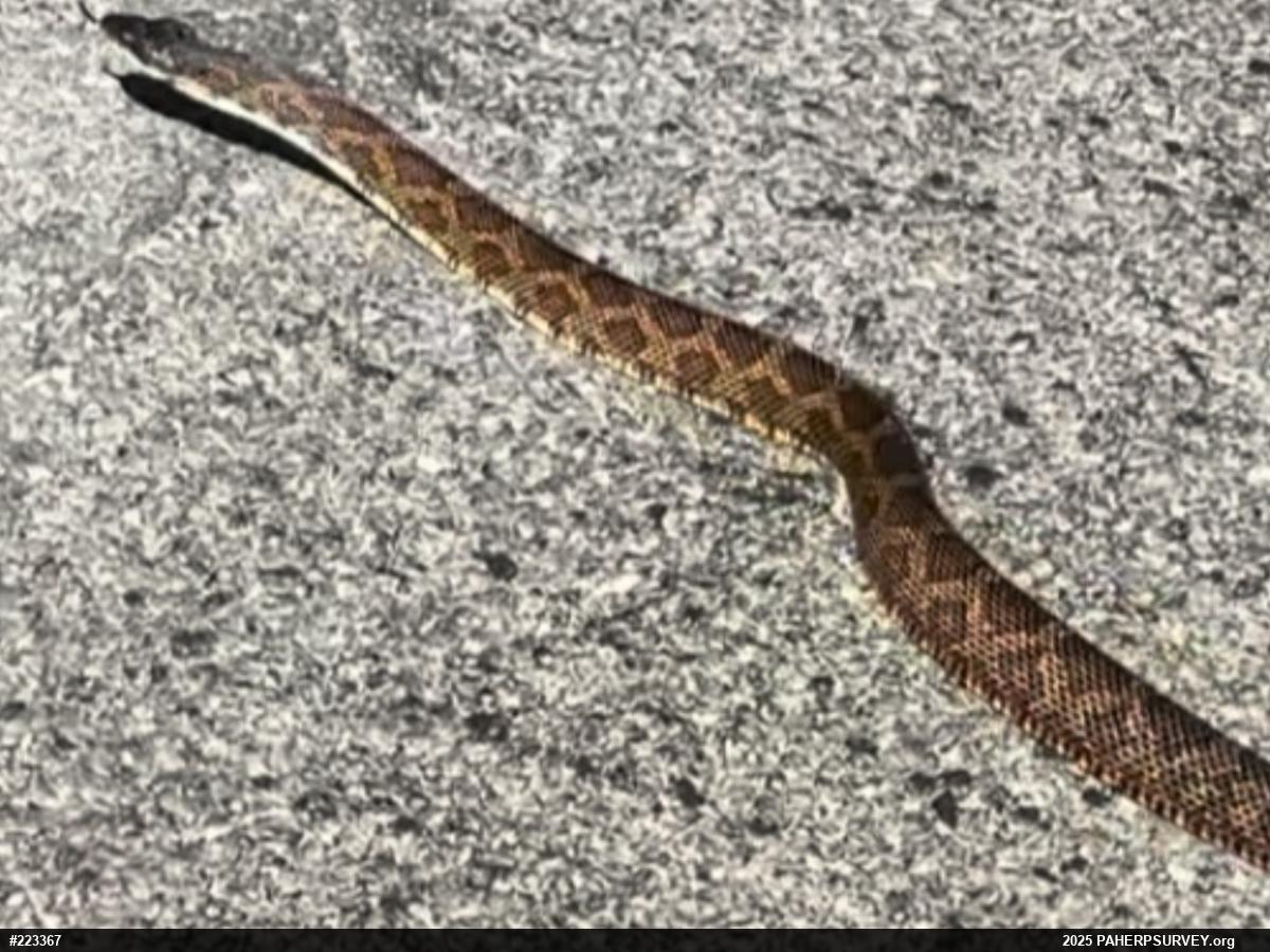 Eastern Ratsnake
