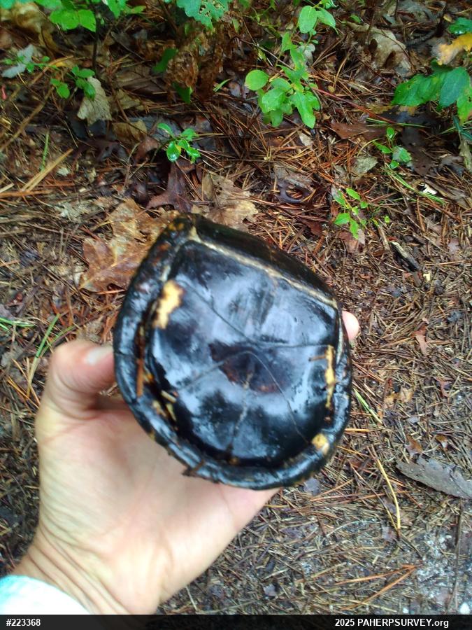 Eastern Box Turtle