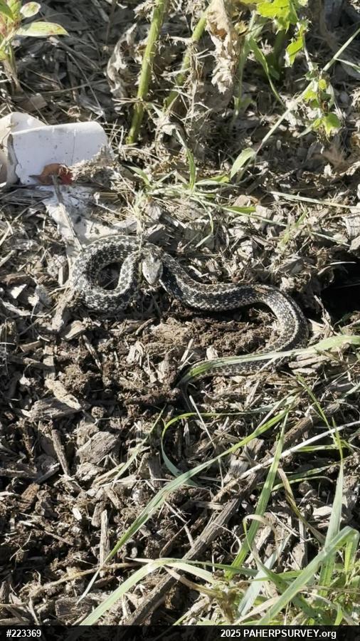 Eastern Gartersnake