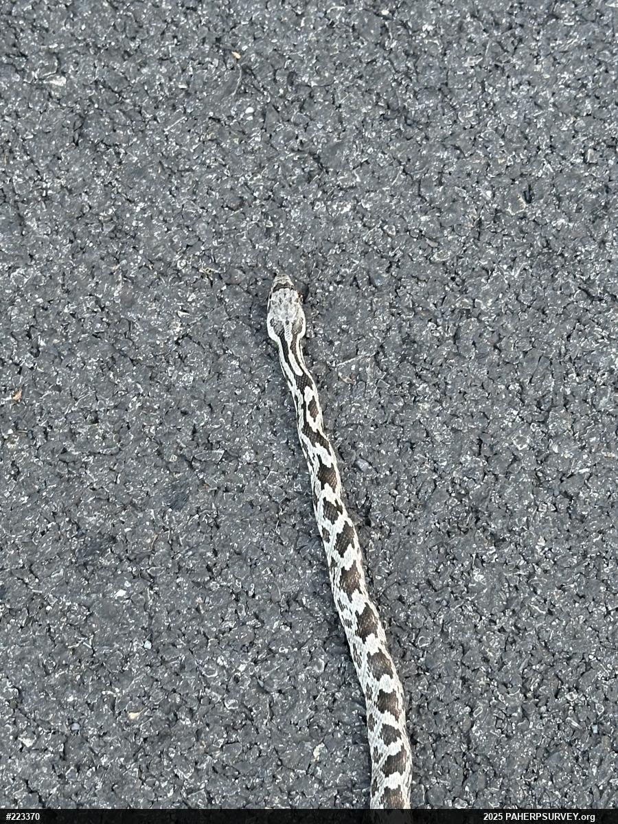 Eastern Ratsnake
