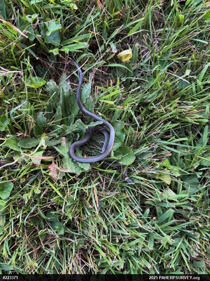 Northern Ring-necked Snake